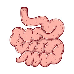 Human small intestine hand drawn cartoon simple vector illustration.