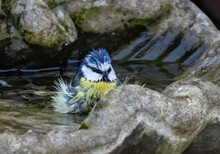 Shallow Focus Shot Of An Eurasian Blue Tit Bird Bathing In The Shallow Water Of The Garden Fountain