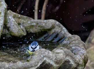 Poster - Eurasian blue tit bird splashing water while bathing in the shallow water of garden fountain