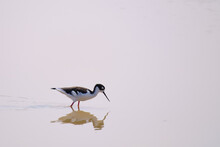 Closeup Of The Black-necked Stilt, Himantopus Mexicanus, Walking On The Water Looking For Food.
