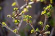 Pierwsze listki krzewu agrestu mieniące się w słońcu, wiosna, krzak agrestu, młode listki, ładnie oświetlone