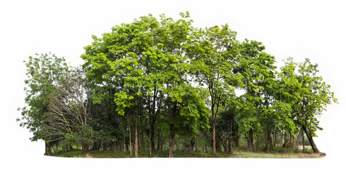 group green tree isolate on white background