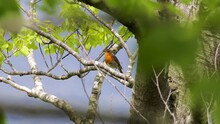 European Robin Singing On The Beech Tree Branch
