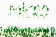  Microgreen isolated on a white background.