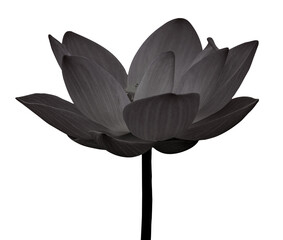 Wall Mural - Lotus black and white isolate on white background 