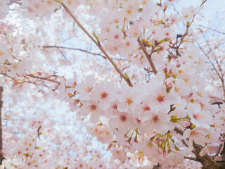  桜の花びら