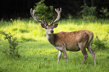 Wall Mural - attentive red deer, cervus elaphus, with velvet antlers observing on glade. stag standing on grassla