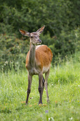 Wall Mural - red deer, cervus elaphus, standing on grasslnad in summer in veritcal shot. hind looking on meadow f