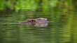 Eurasian beaver, castor fiber, floating under water with his head out. Brown rodent swimming in lake in summer. Aquatic mammal bathing in river.