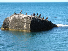 Beautiful Sea Birds Cormorants With A Long Neck And A Curved Beak On A Stone In The Middle Of A Calm Blue Sea
