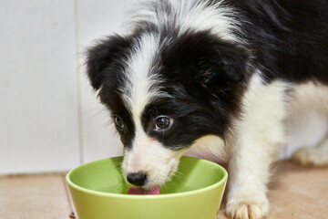 Poster - puppy in a bowl