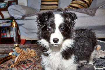 Poster - border collie puppy