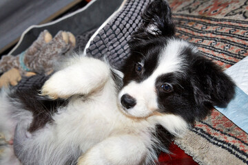 Poster - border collie puppy