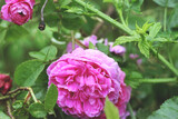 Fototapeta  - Różowa Różyczka Kwiat Ogród 2