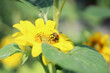 Słonecznik Kwiat Liść Pszczoła Płatki 2