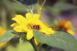 Słonecznik Kwiat Liść Pszczoła Płatki