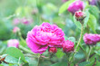 Różowa Różyczka Kwiat Ogród