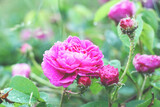Fototapeta  - Różowa Różyczka Kwiat Ogród