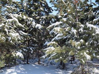 Wall Mural - branches of spruce covered with ice after rain.