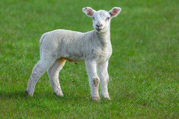 Wall Mural - Close up of a newborn lamb with happy, smiley face in Springtime.  Facing forward in green meadow.  Yorkshire Dales, UK. Horizontal.  Copy space.