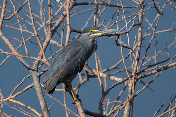 Wall Mural - Green-backed heron on the shore of the boteti river