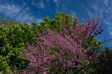 Wall Mural - Blooming chestnut and sakura trees against the sky.