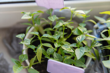 Wall Mural - Young seedlings of Bulgarian pepper sprouts for cultivation.