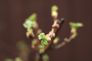 Wall Mural - currant branch in spring close up