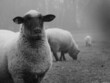 Owce we mgle
