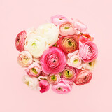 Fototapeta Tulipany - Bunch of pink ranunculus flowers on a pink background. Mothers Day, Valentines Day, birthday concept
