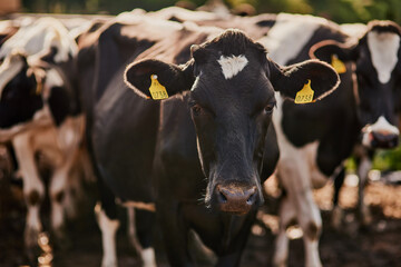 Were free range. Cropped shot of a herd of cattle grazing on a dairy farm.