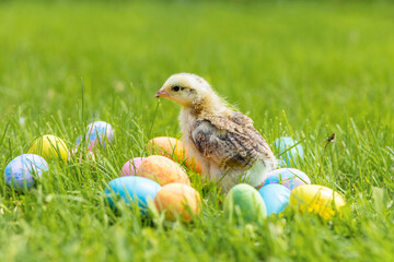 Happy Easter. small baby hen, chick, little chicken in basket with colorful eggs on green grass. spring holiday concept. copy space, text