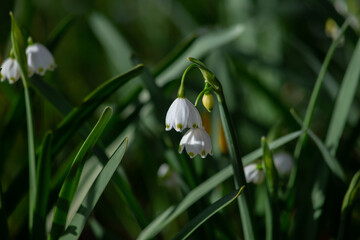 Wall Mural - snowdrops in the garden