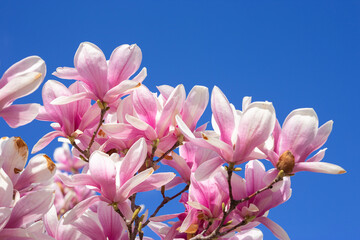 Wall Mural - pink magnolia blossom