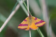 Motyl sudamek szczawiak siedzący na suchym patyku