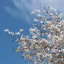Blooming White Magnolia Tree On Blue Sky Background