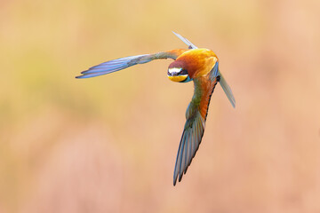 bee eater flying on blurred background