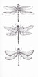 Dragonfly pen and ink drawing