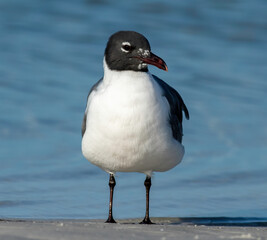 Wall Mural - a laughing gull on the beach with ocean in the background.