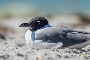 Wall Mural - a laughing gull laying on the beach sand.