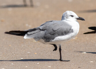 Wall Mural - a laughing gull on the beach