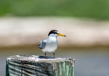 A Least Tern Stands On A Wooden Dock Piling Near The Ocean Water. 