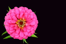 Blooming Pink Zinnia Flower Isolated Closeup In Black Background, Summer Macro Photography