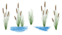 Watercolor Hand Drawn Illustration Of Typha Reed Cattail Plant In Water River. Flora Of Wetland Swamp March, Green Leaves Brown Seeds, Outdoor Summer Spring Floral Landscape.