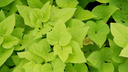 Sweet potato vine (Ipomoea batatas) is an ornamental warm-season annual grown for its attractive leaves and vining habit. The foliage lends a tropical feel to the garden