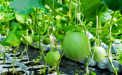 Wall Mural - Young cantaloupe fruit with leaves agriculture at organic farm i