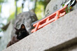 京都 夏の伏見稲荷大社に暮らす野生の黒猫