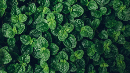 Papier Peint - Full Frame of Green Leaves Pattern Background, Nature Lush Foliage Leaf Texture , tropical leaf