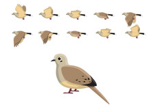 Mourning Dove Flying Motion Animation Sequence Cartoon Vector Illustration