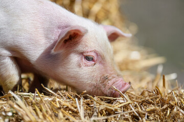 Wall Mural - Piglet on hay and straw at pig breeding farm